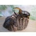 画像5: ☆新成虫☆サタンオオカブト♂93ミリ♀62ミリペア販売！！ (5)