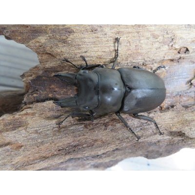 画像2: ☆最高峰☆フルストルファーオウゴンオニクワガタ♂45ミリ♀39ミリペア販売！！