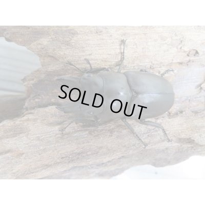 画像2: ☆最高峰☆フルストルファーオウゴンオニクワガタ♂45ミリ♀39ミリペア販売！！