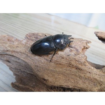 画像4: ☆最高峰☆フルストルファーオウゴンオニクワガタ♂45ミリ♀39ミリペア販売！！