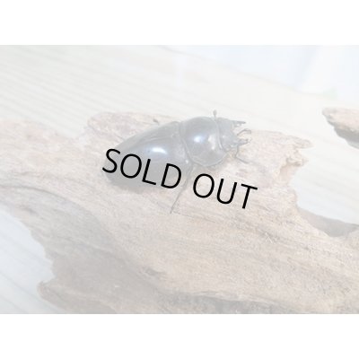 画像4: ☆最高峰☆フルストルファーオウゴンオニクワガタ♂45ミリ♀39ミリペア販売！！