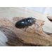 画像4: ☆最高峰☆フルストルファーオウゴンオニクワガタ♂45ミリ♀39ミリペア販売！！ (4)
