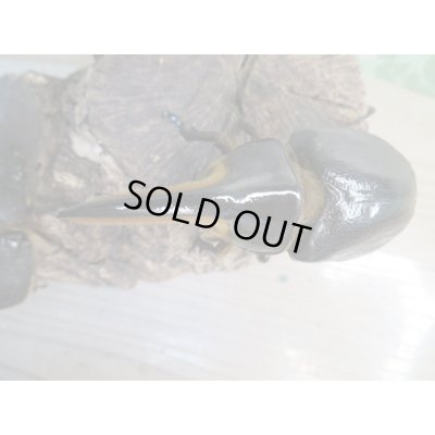 画像2: ☆新成虫☆サタンオオカブト♂93ミリ♀62ミリペア販売！！