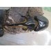 画像2: ☆新成虫☆サタンオオカブト♂93ミリ♀62ミリペア販売！！ (2)