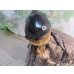 画像3: ☆新成虫☆サタンオオカブト♂93ミリ♀62ミリペア販売！！ (3)