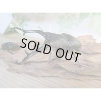 No.2☆新成虫☆ギラファノコギリクワガタ（亜種ケイスケ）♂108ミリ♀50ミリペア販売！！