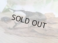 No.2☆新成虫☆ギラファノコギリクワガタ（亜種ケイスケ）♂108ミリ♀50ミリペア販売！！