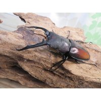 ☆新成虫☆ツカモトフタマタクワガタ♂71ミリ♀39ミリペア販売！！