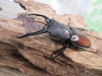 ☆新成虫☆ツカモトフタマタクワガタ♂71ミリ♀39ミリペア販売！！