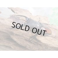 ☆新成虫☆ツカモトフタマタクワガタ♂71ミリ♀39ミリペア販売！！