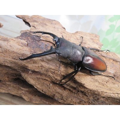 画像1: ☆新成虫☆ツカモトフタマタクワガタ♂71ミリ♀39ミリペア販売！！