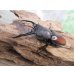 画像1: ☆新成虫☆ツカモトフタマタクワガタ♂71ミリ♀39ミリペア販売！！ (1)
