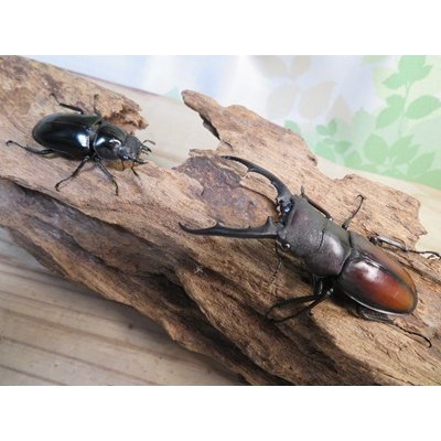 画像5: ☆新成虫☆ツカモトフタマタクワガタ♂71ミリ♀39ミリペア販売！！