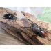 画像5: ☆新成虫☆ツカモトフタマタクワガタ♂71ミリ♀39ミリペア販売！！ (5)