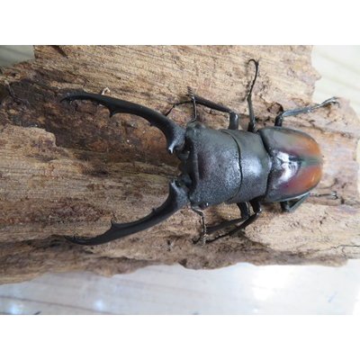 画像2: ☆新成虫☆ツカモトフタマタクワガタ♂71ミリ♀39ミリペア販売！！