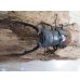 画像2: ☆新成虫☆ツカモトフタマタクワガタ♂71ミリ♀39ミリペア販売！！ (2)