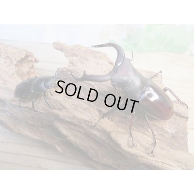 画像5: ☆新成虫☆メルキオリティスフタマタクワガタ♂70ミリ♀38ミリペア販売！！