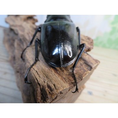画像3: ☆大型新成虫☆ギラファノコギリクワガタ（亜種ダイスケ）♂108ミリ♀55ミリペア販売！！