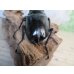 画像3: ☆大型新成虫☆ギラファノコギリクワガタ（亜種ダイスケ）♂108ミリ♀55ミリペア販売！！ (3)