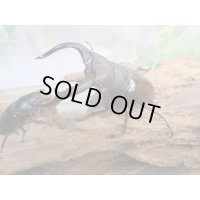 ☆新成虫☆メルキオリティスフタマタクワガタ♂75ミリ♀41ミリペア販売！！