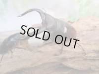 ☆新成虫☆メルキオリティスフタマタクワガタ♂75ミリ♀41ミリペア販売！！