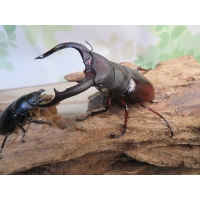 画像1: ☆新成虫☆メルキオリティスフタマタクワガタ♂75ミリ♀41ミリペア販売！！