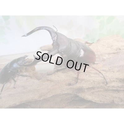 画像1: ☆新成虫☆メルキオリティスフタマタクワガタ♂75ミリ♀41ミリペア販売！！