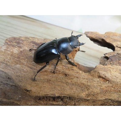 画像4: ☆新成虫☆メルキオリティスフタマタクワガタ♂75ミリ♀41ミリペア販売！！