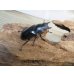 画像4: ☆新成虫☆メルキオリティスフタマタクワガタ♂75ミリ♀41ミリペア販売！！ (4)
