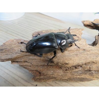 画像4: ☆大型新成虫☆ギラファノコギリクワガタ（亜種ダイスケ）♂108ミリ♀55ミリペア販売！！