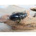 画像4: ☆大型新成虫☆ギラファノコギリクワガタ（亜種ダイスケ）♂108ミリ♀55ミリペア販売！！ (4)