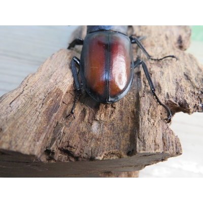 画像3: ☆新成虫☆ツカモトフタマタクワガタ♂71ミリ♀39ミリペア販売！！
