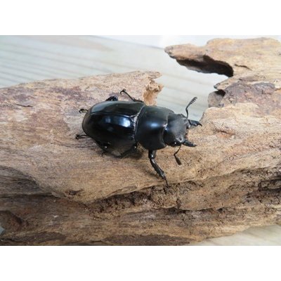 画像4: ☆新成虫☆メルキオリティスフタマタクワガタ♂70ミリ♀38ミリペア販売！！