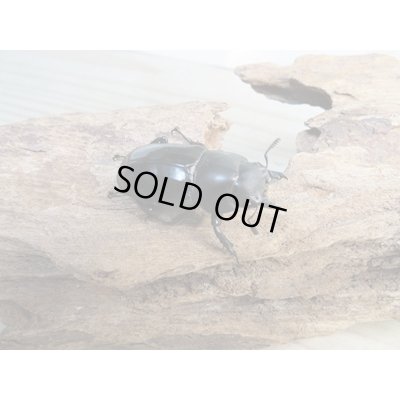 画像4: ☆新成虫☆メルキオリティスフタマタクワガタ♂70ミリ♀38ミリペア販売！！