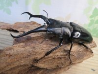 ☆大型新成虫☆ギラファノコギリクワガタ（亜種ダイスケ）♂108ミリ♀55ミリペア販売！！
