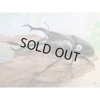 ☆大型新成虫☆ギラファノコギリクワガタ（亜種ダイスケ）♂108ミリ♀55ミリペア販売！！