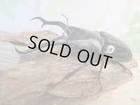 ☆大型新成虫☆ギラファノコギリクワガタ（亜種ダイスケ）♂108ミリ♀55ミリペア販売！！