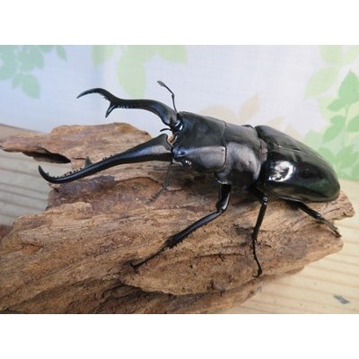 画像1: ☆大型新成虫☆ギラファノコギリクワガタ（亜種ダイスケ）♂108ミリ♀55ミリペア販売！！