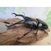 画像1: ☆大型新成虫☆ギラファノコギリクワガタ（亜種ダイスケ）♂108ミリ♀55ミリペア販売！！ (1)