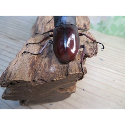 画像3: ☆新成虫☆メルキオリティスフタマタクワガタ♂70ミリ♀38ミリペア販売！！
