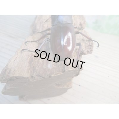 画像3: ☆新成虫☆メルキオリティスフタマタクワガタ♂70ミリ♀38ミリペア販売！！