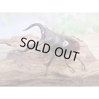 ☆新成虫☆メルキオリティスフタマタクワガタ♂70ミリ♀38ミリペア販売！！