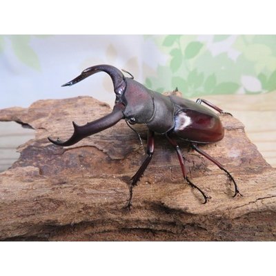 画像1: ☆新成虫☆メルキオリティスフタマタクワガタ♂70ミリ♀38ミリペア販売！！