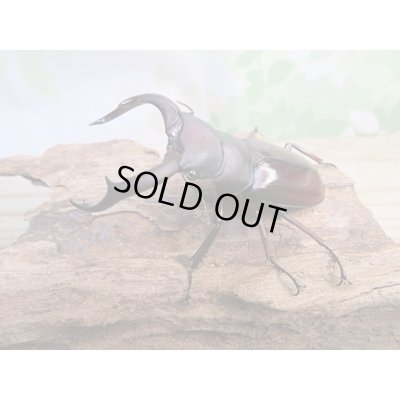 画像1: ☆新成虫☆メルキオリティスフタマタクワガタ♂70ミリ♀38ミリペア販売！！