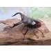 画像1: ☆新成虫☆メルキオリティスフタマタクワガタ♂70ミリ♀38ミリペア販売！！ (1)