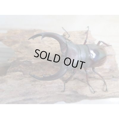 画像2: ☆新成虫☆メルキオリティスフタマタクワガタ♂70ミリ♀38ミリペア販売！！