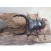 画像2: ☆新成虫☆メルキオリティスフタマタクワガタ♂70ミリ♀38ミリペア販売！！ (2)