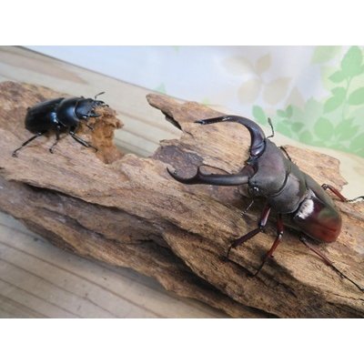 画像5: ☆新成虫☆メルキオリティスフタマタクワガタ♂75ミリ♀41ミリペア販売！！