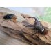 画像5: ☆新成虫☆メルキオリティスフタマタクワガタ♂75ミリ♀41ミリペア販売！！ (5)