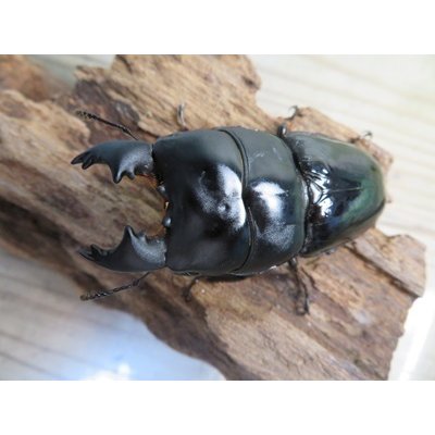 画像2: ☆新成虫☆ユーリケファルスヒラタクワガタ♂63ミリ♀フリーサイズペア販売！！